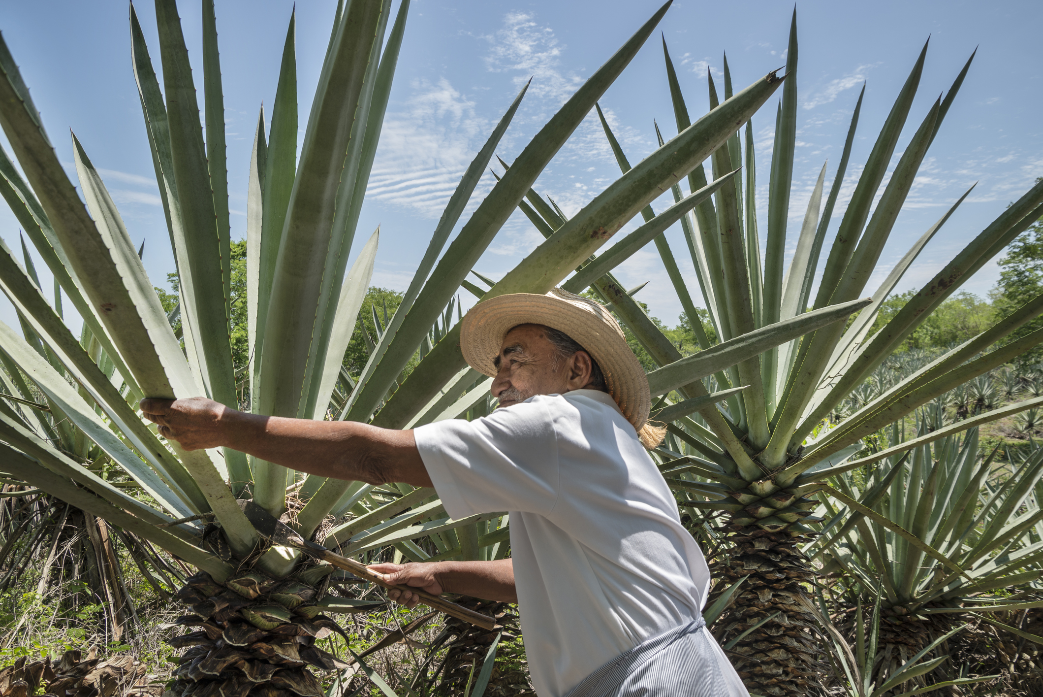 Agave Farmer Harvesting Agave