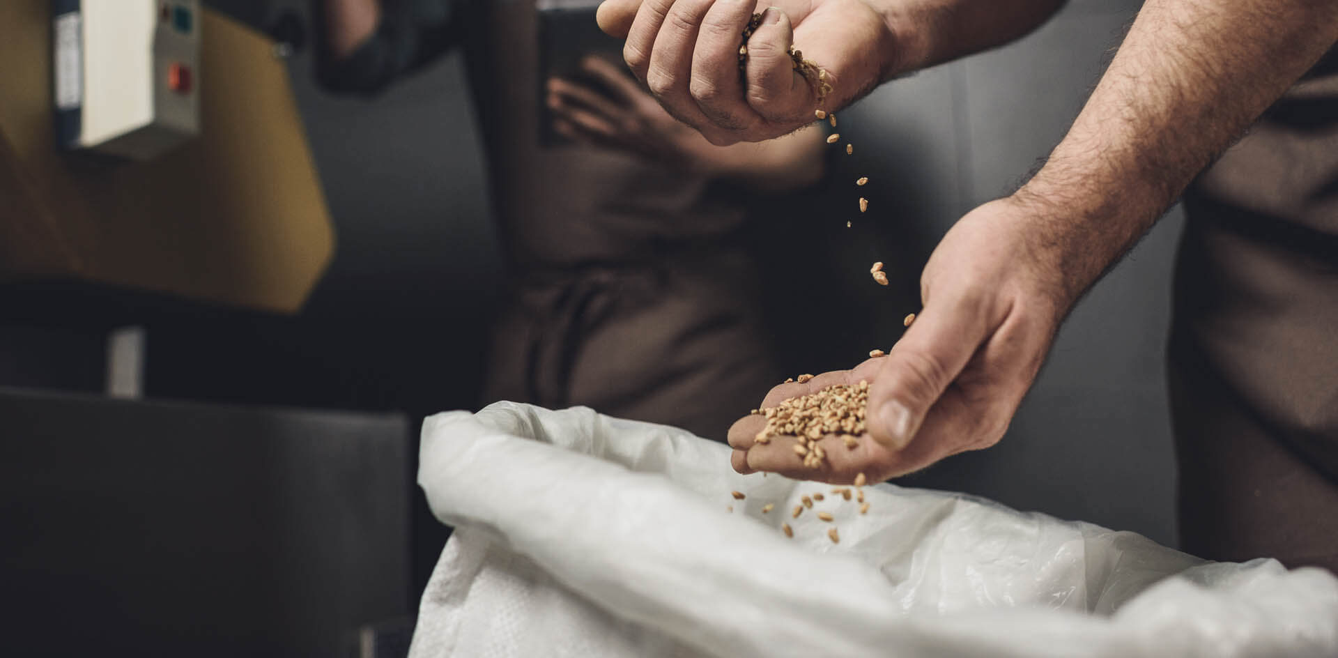 Man in brewery inspecting bag with grains
