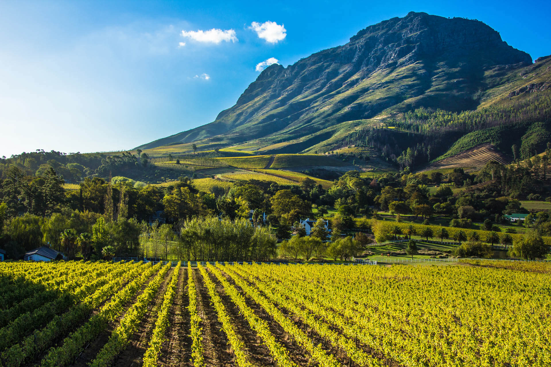 Vineyards hills and trees with blue sky